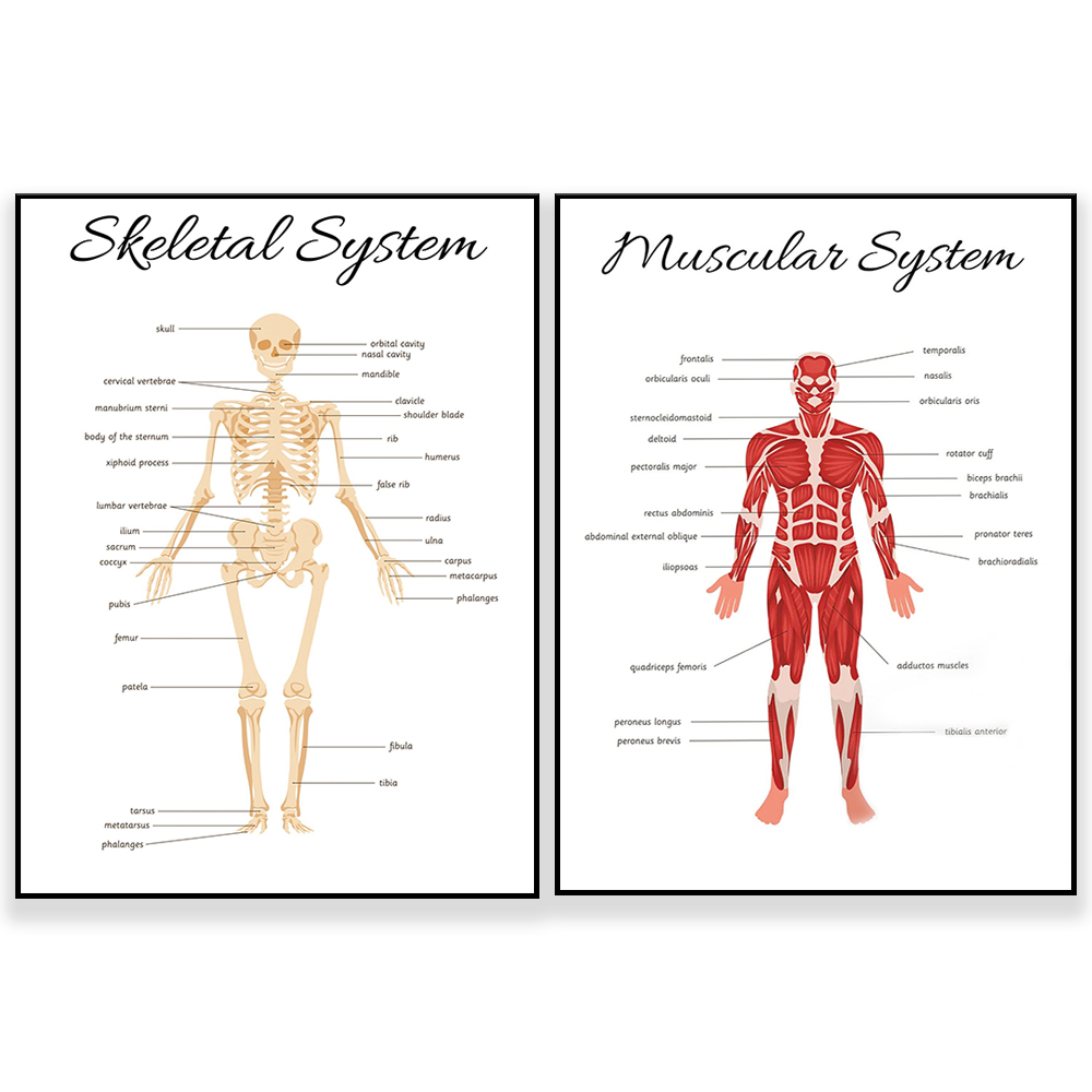 SKELETAL SYSTEM •   Educationa - огляд і ціна Kids Education System